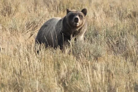 Hiker Assaulted by Grizzly in National Park Flown to Trauma Center
