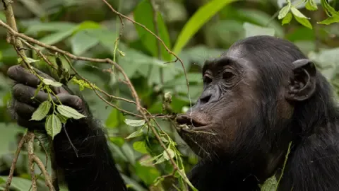 Chimpanzees Drinking a Daily Dose of an Alcoholic Beverage Each Day from Fermented Fruits, Study Reveals