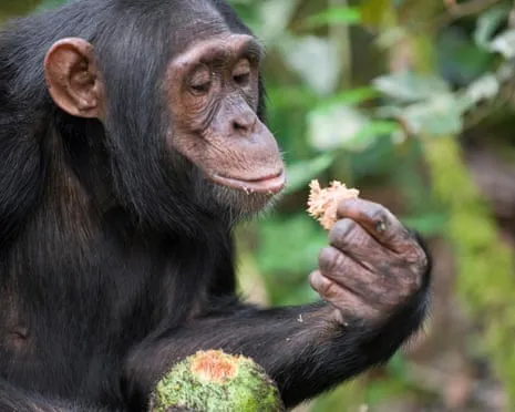 Chimpanzees Ingest Everyday Ethanol Comparable to a Lager from Ripe Fruit