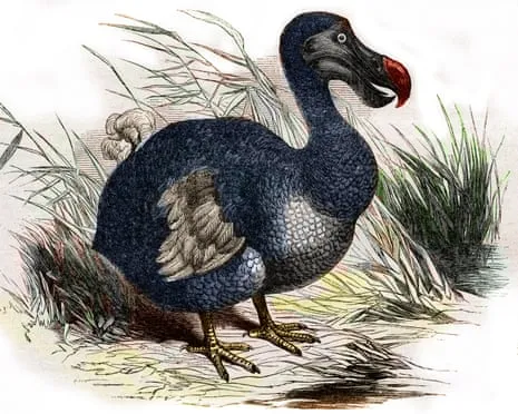 Experts State They Have Achieved a ‘Key Milestone’ in Bringing Back the Dodo for the Very First Occasion in Multiple Generations